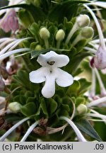 Morina longifolia (morina długolistna)