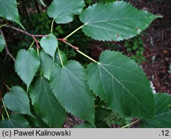 Morus mongolica (morwa mongolska)