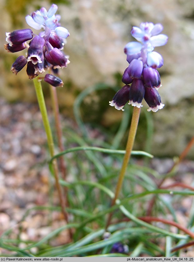 Muscari anatolicum