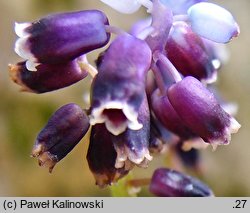 Muscari anatolicum