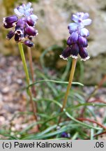 Muscari anatolicum