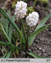 Muscari aucheri (szafirek Auchera)