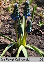 Muscari aucheri (szafirek Auchera)