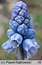 Muscari azureum (szafirek błękitny)