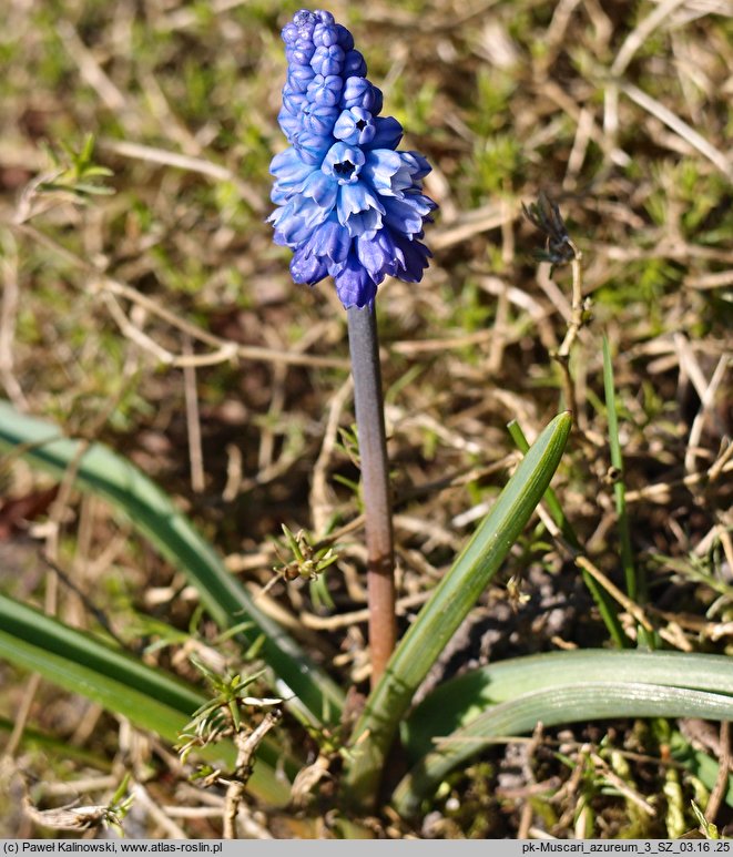 Muscari azureum (szafirek błękitny)