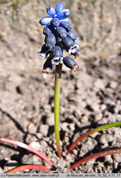 Muscari discolor