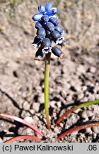 Muscari discolor