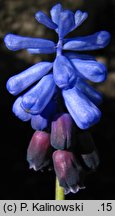 Muscari latifolium (szafirek szerokolistny)