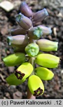 Muscari muscarimi