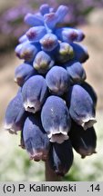 Muscari neglectum (szafirek groniasty)