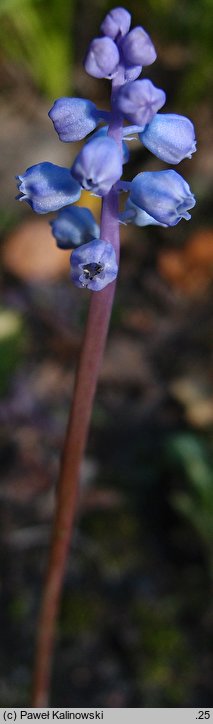 Muscari parviflorum