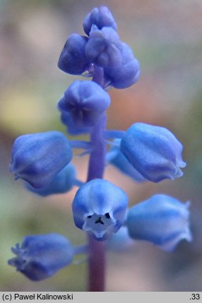 Muscari parviflorum