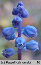 Muscari parviflorum