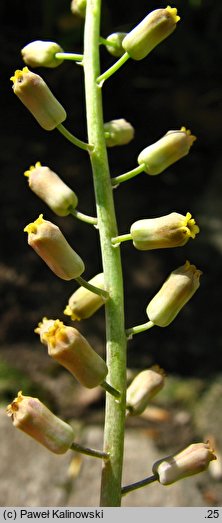 Muscari spreitzenhoferi