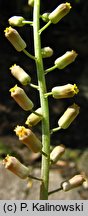 Muscari spreitzenhoferi