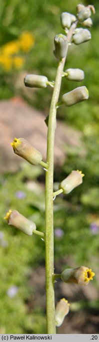 Muscari spreitzenhoferi