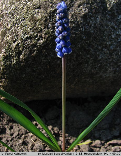 Muscari transsilvanicum