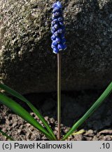 Muscari transsilvanicum