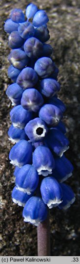 Muscari transsilvanicum