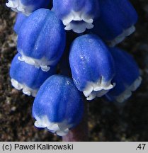 Muscari transsilvanicum