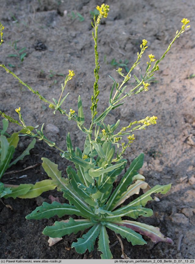 Myagrum perfoliatum (reż krowia)