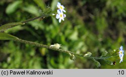 Myosotis caespitosa (niezapominajka darniowa)