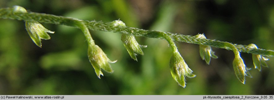 Myosotis caespitosa (niezapominajka darniowa)