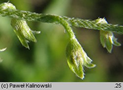 Myosotis caespitosa (niezapominajka darniowa)