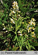 Nandina domestica (nandina domowa)