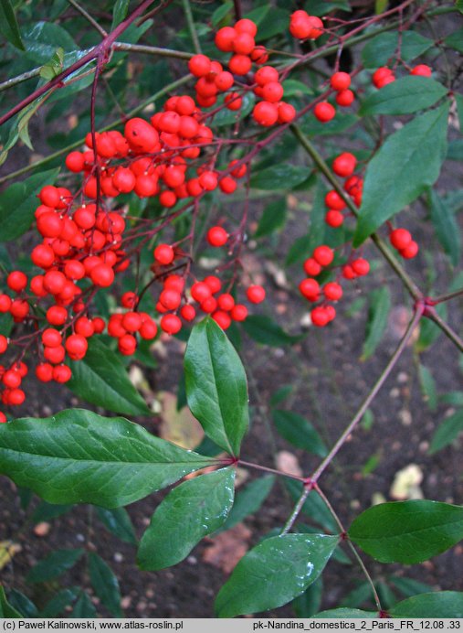 Nandina domestica (nandina domowa)