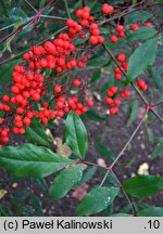 Nandina domestica (nandina domowa)