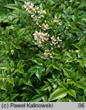 Nandina domestica (nandina domowa)