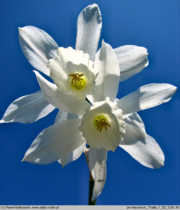 Narcissus Thalia