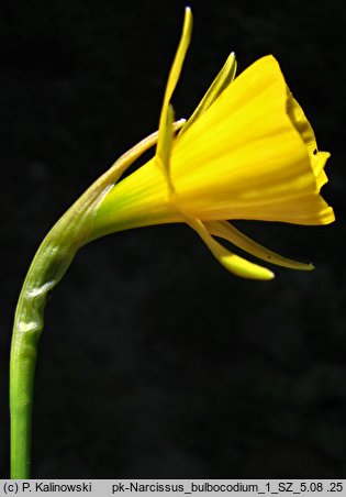 Narcissus bulbocodium (narcyz łuskowaty)