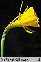 Narcissus bulbocodium (narcyz łuskowaty)