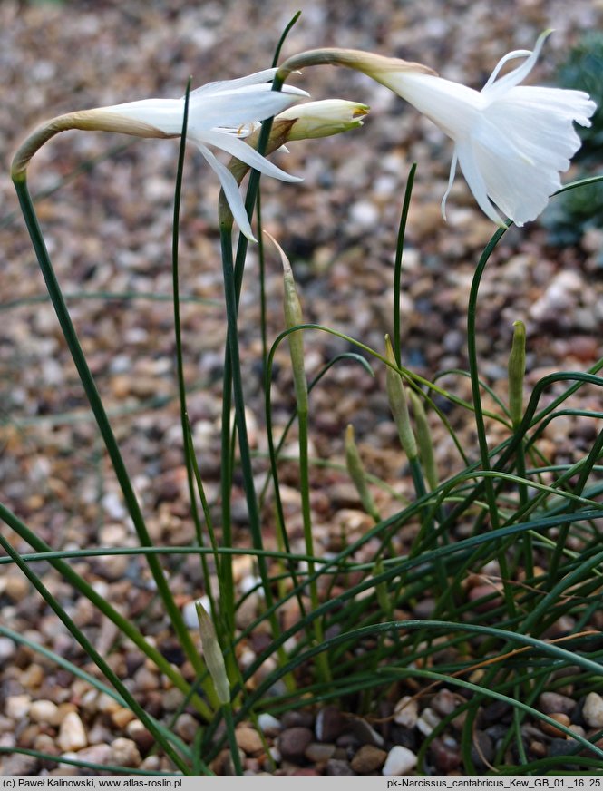 Narcissus cantabricus