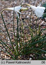 Narcissus cantabricus