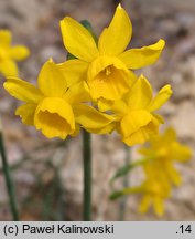 Narcissus flavus