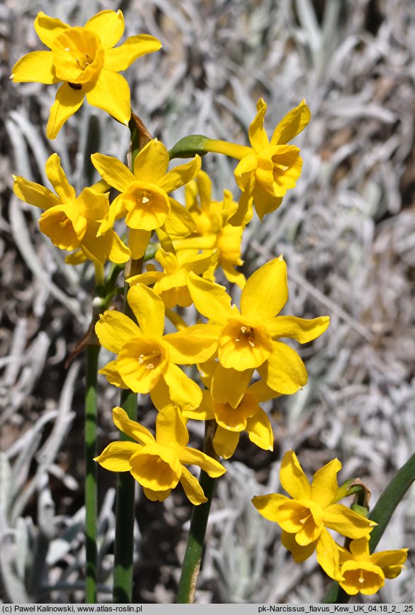 Narcissus flavus