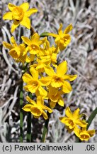 Narcissus flavus