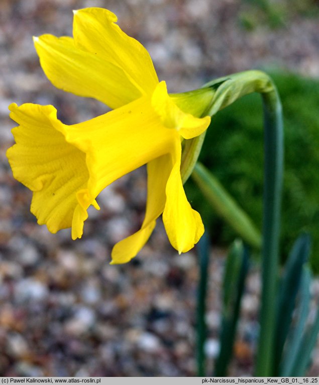 Narcissus hispanicus (żonkil hiszpański )