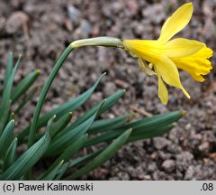 Narcissus pseudonarcissus (narcyz trąbkowy)