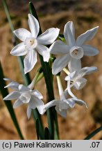 Narcissus papyraceus