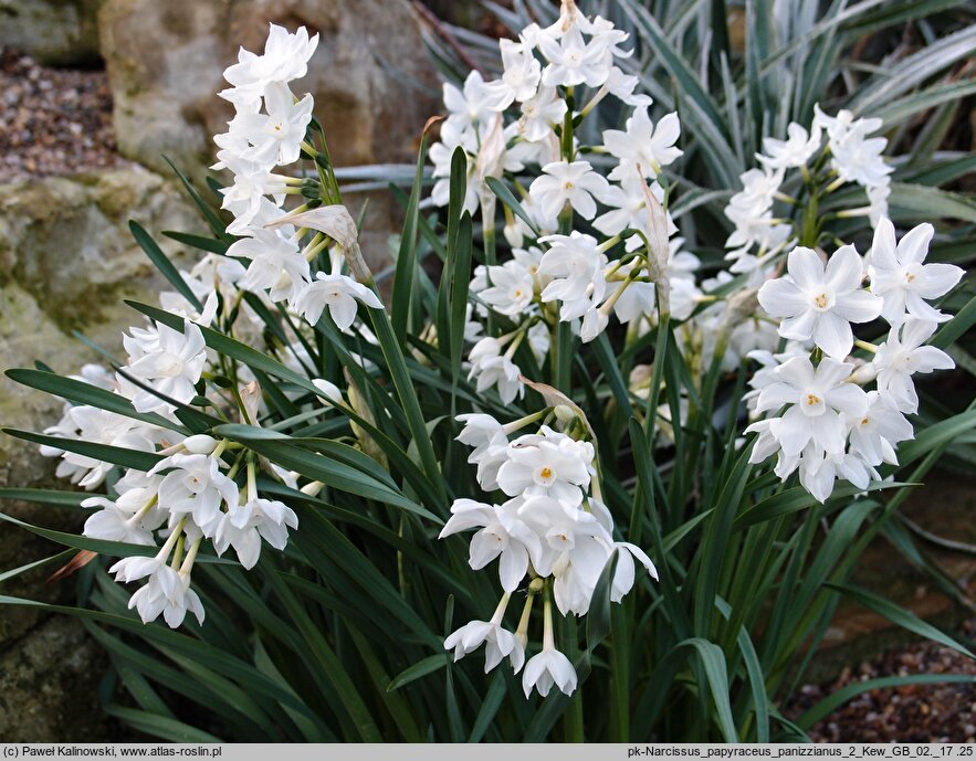 Narcissus papyraceus