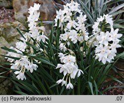 Narcissus papyraceus