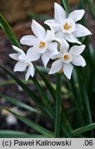 Narcissus papyraceus