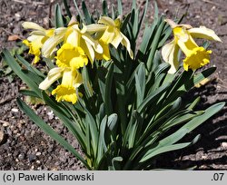 Narcissus pseudonarcissus (narcyz trąbkowy)