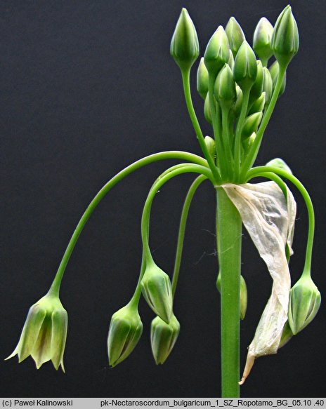 Nectaroscordum siculum ssp. bulgaricum (czosnek bułgarski)