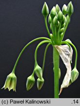 Nectaroscordum siculum ssp. bulgaricum (czosnek bułgarski)