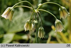 Nectaroscordum siculum ssp. bulgaricum (czosnek bułgarski)